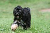 TERRIER DU TIBET 256